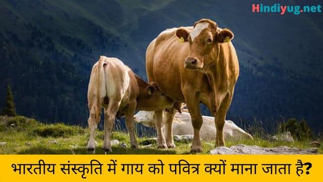 भारतीय संस्कृति में गाय को पवित्र क्यों माना जाता है?